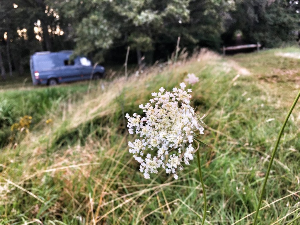 Flower with karmavan in the background